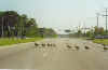 Geese Crossing (Norfolk).jpg (20527 bytes)