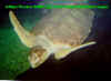 Hawksbill (baby) url.jpg (19438 bytes)